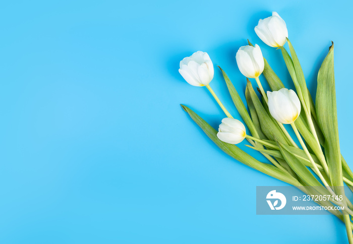 Bouquet of white tulips on an isolated blue background with copyspace. Time for love, decoration for