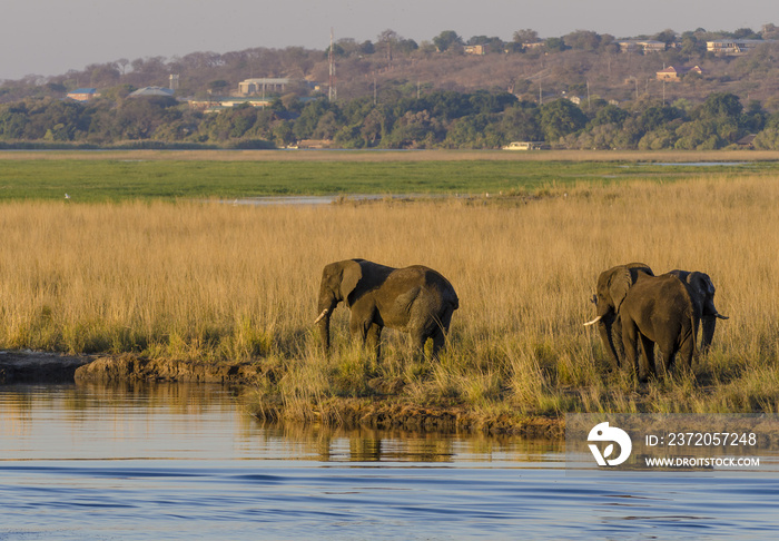 乔贝河畔的非洲丛林象（Loxodonta africana），背后是卡萨内