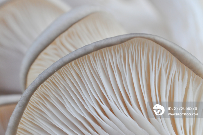 牡蛎蘑菇或平菇背景照片特写。治愈和易于培养的糊状物