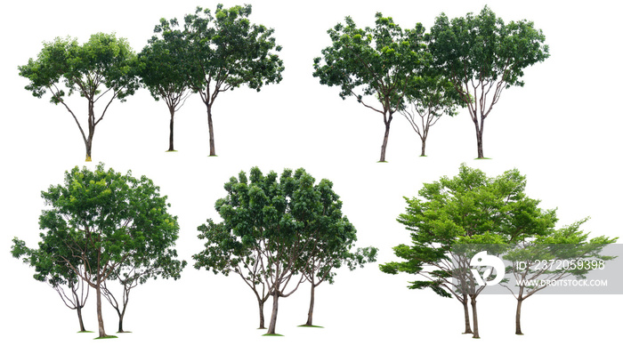 Tree three collection isolated on white background