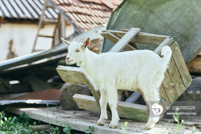 goat on white background