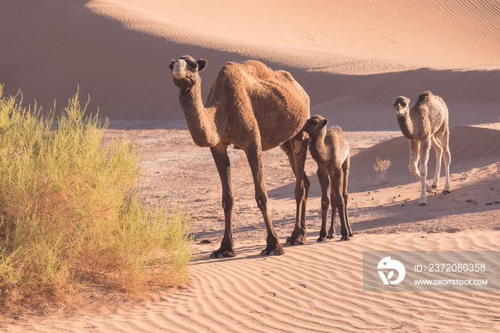 撒哈拉沙漠中的骆驼母子，绿洲附近美丽的野生动物。骆驼在摩洛哥行走