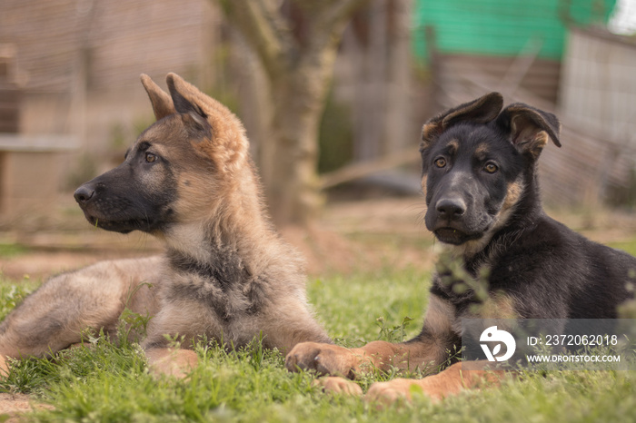 Couple of german shepherd puppies playing in the grass in a country house