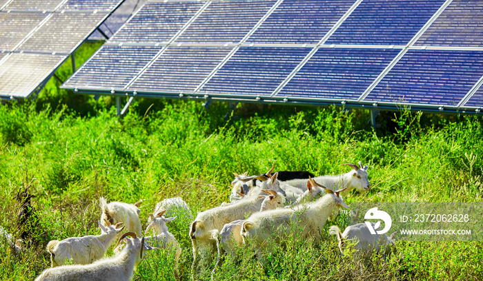 户外太阳能光伏板下自由放养的羊群