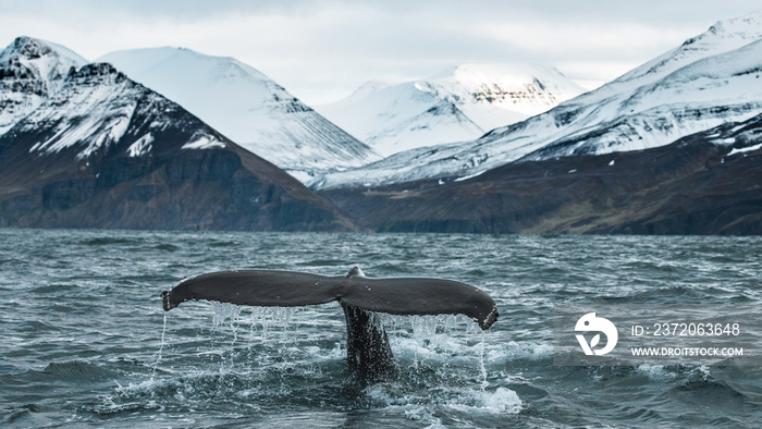 座头鲸露出标志性的锚爪，同时获得能量进行长距离深潜水
