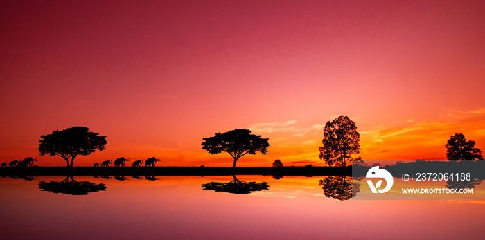 令人惊叹的日落和日出。日落时非洲的全景剪影树。开阔地上的深色树。