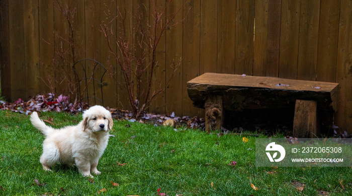 Golden retriver幼犬在如厕训练中在外面撒尿