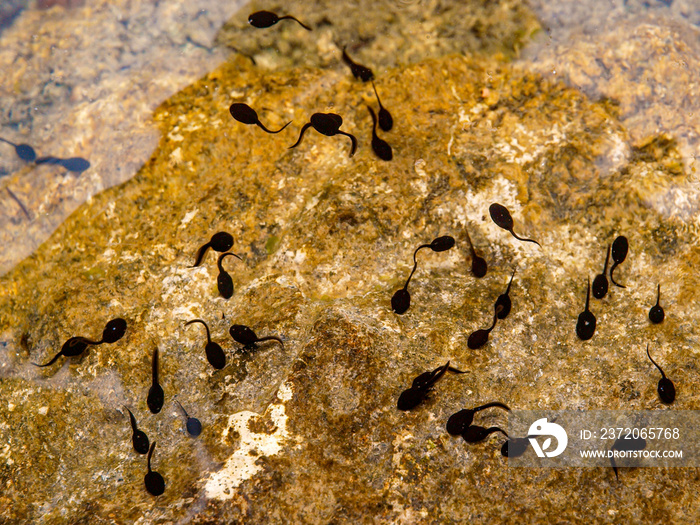 普通蟾蜍（蟾蜍），蝌蚪