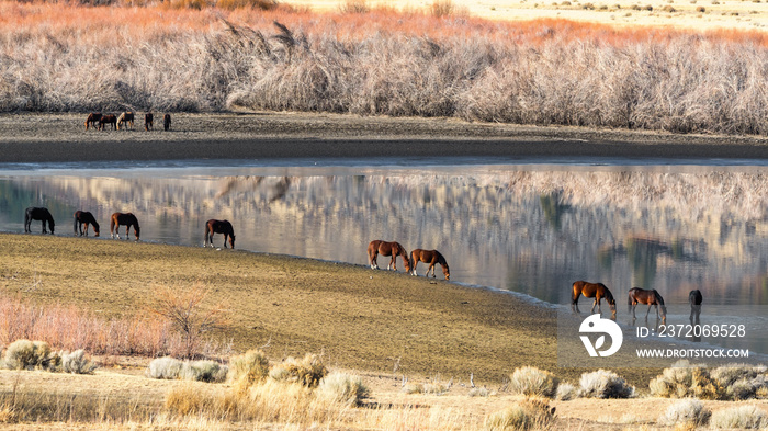 Wild Mustang Horses drinking out of Little Washoe Lake in Northern Nevada near Reno.