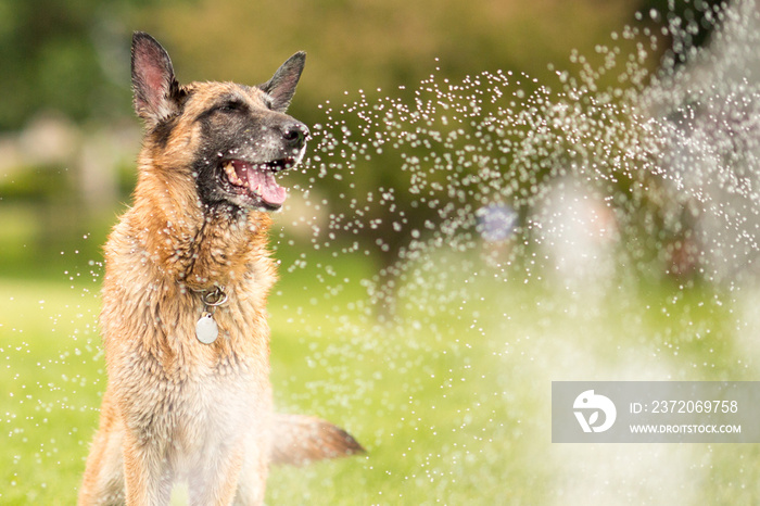 German Shepherd Dog Outside Playing In Water