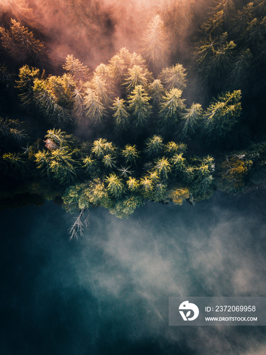 Foggy cloud, pine forest shoreline and lake at sunrise, aerial top down view. Fantastic moody  natur