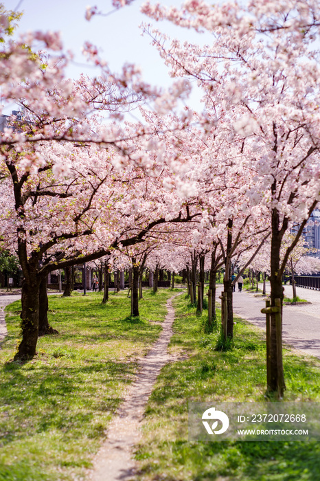 大阪桜ノ宮・満開の桜咲く毛馬桜ノ宮公園