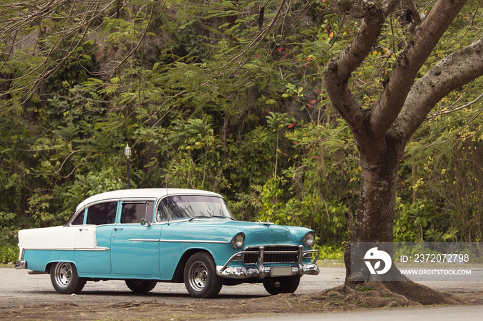 古巴树下的经典老爷车