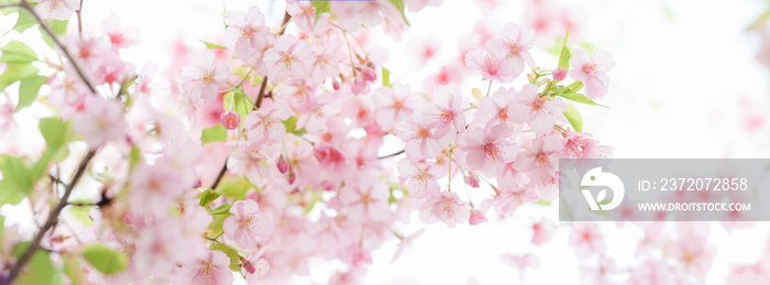 桜 満開の河津桜 明るい白背景 パノラマ クロースアップ  日本の春
