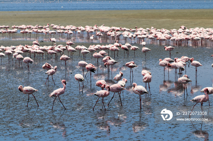 粉色火烈鸟-非洲纳米比亚沃尔维斯湾