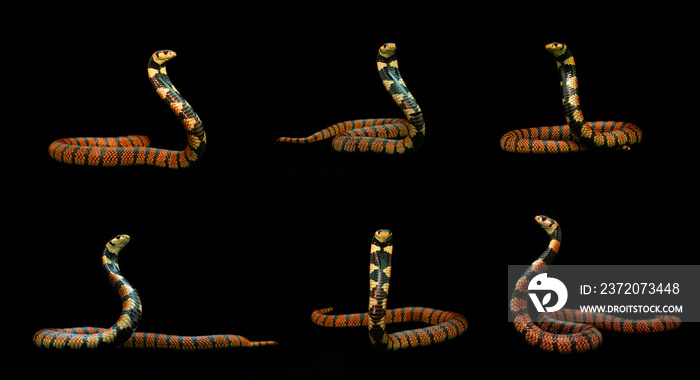 珊瑚眼镜蛇展开头巾，准备战斗，混合行动来自纳米比亚的美丽红蛇