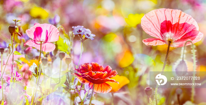 summer meadow with red poppies