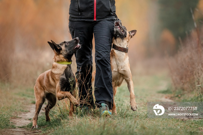 Happy Belgian Shepherd dog Malinois outdoors in autumn