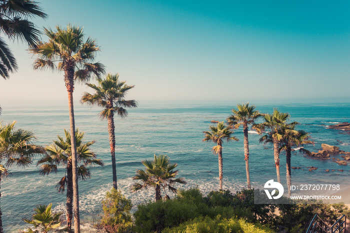 Palms on a coast of Laguna Beach