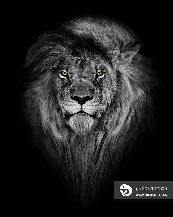 African male lion , wildlife animal Black and white but with colored eyes