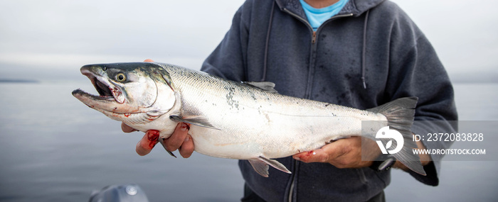 Man holds fresh caught wild Coho Salmon fish