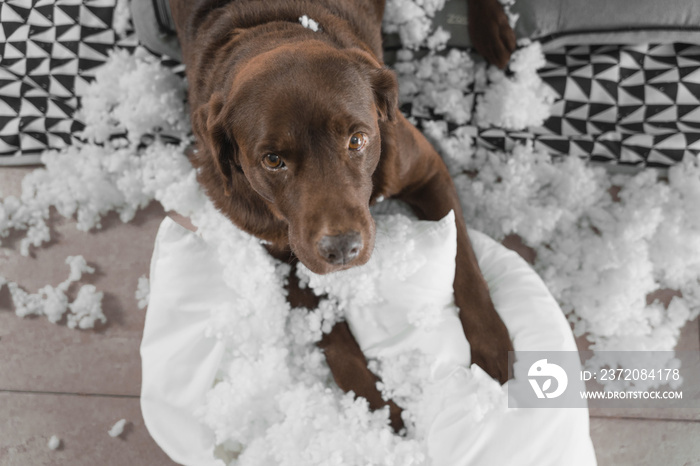 overhead shot of a brown labrador retriever dog that has broken a cushion. The dog has a sad look an