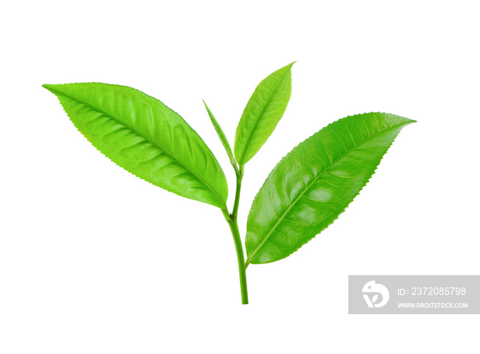 tea leaf isolated on white background