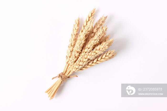 spikelets of wheat on a white background