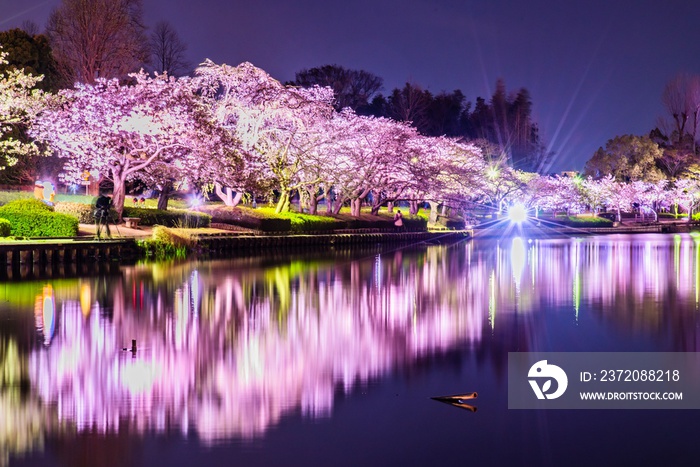 夜桜と池