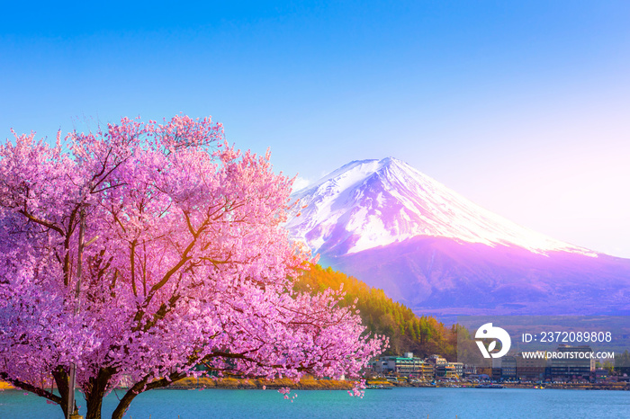 从日本山梨县河口湖观看富士山和樱花。
