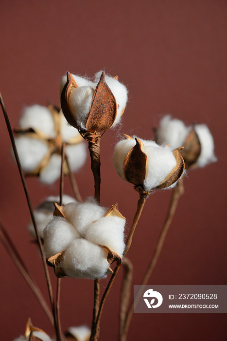 Cotton branches in vase