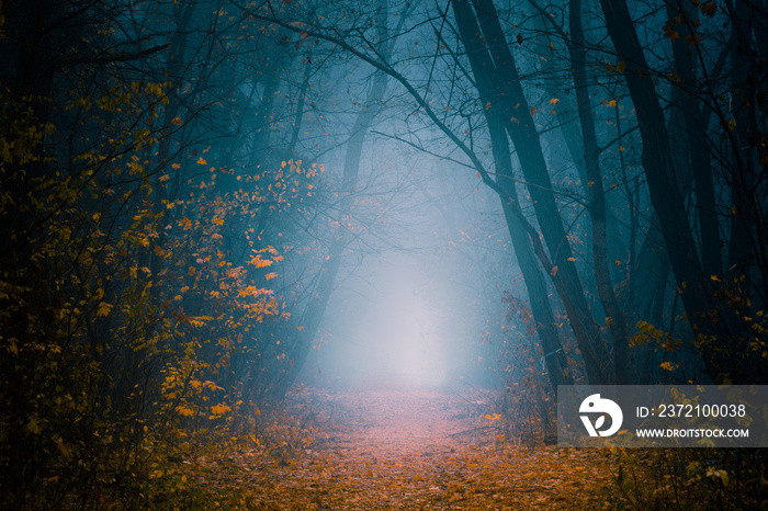 美丽的，雾蒙蒙的，秋天的，神秘的森林，有前进的道路。高高的树之间的小路，有尖叫声