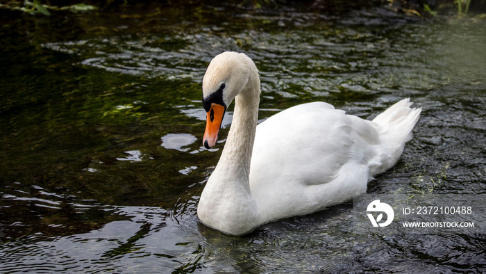 An adult swan swimming in a river