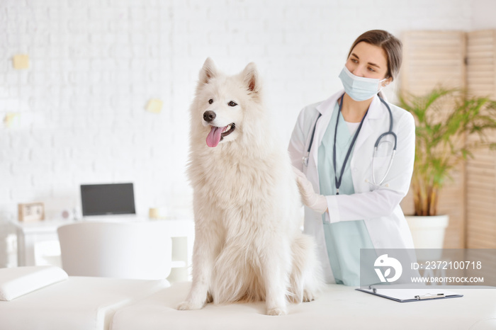 兽医在诊所检查萨摩耶犬