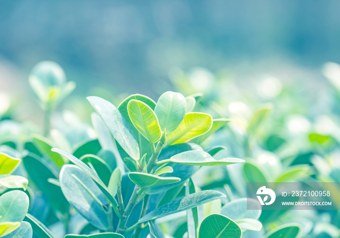 Closeup nature view of green leaf on blurred greenery background