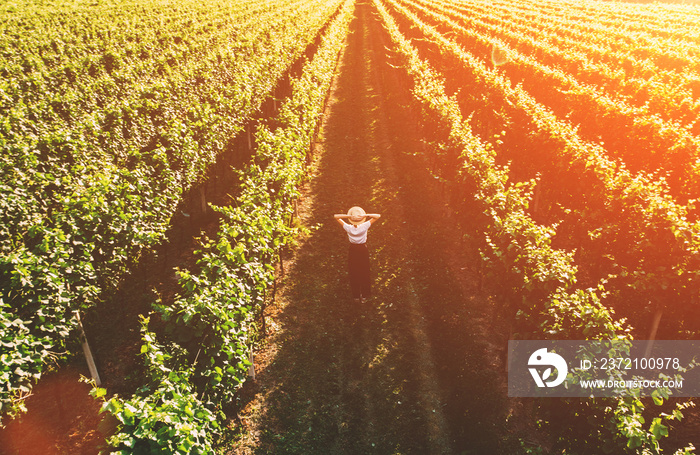 Aerial view of woman in hat stands on large vineyard plantation under beautiful sunset light. Agri t