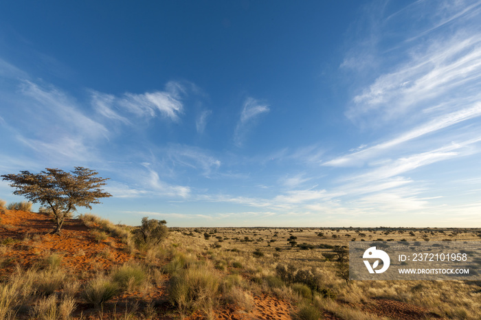 Kalahari view and camel thorn or giraffe thorn tree (Vachellia erioloba prev.  Acacia erioloba). Red