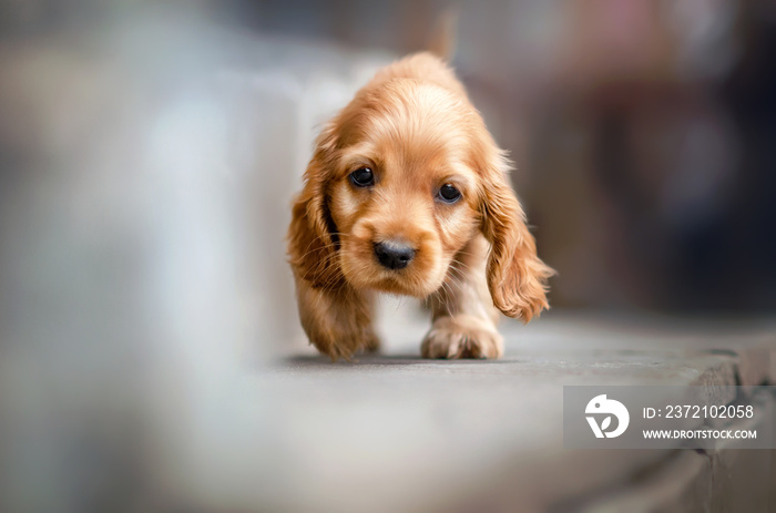 英国可卡犬可爱的姜黄色小狗有趣的照片表情看起来很漂亮的肖像