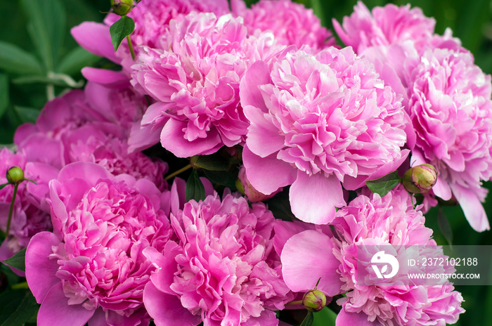 Pink peonies in the garden. Blooming pink peony. Closeup of beautiful pink Peonie flower.