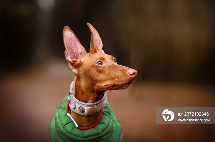 cirneco dell etna dog beautiful autumn portrait walk in the park magic light