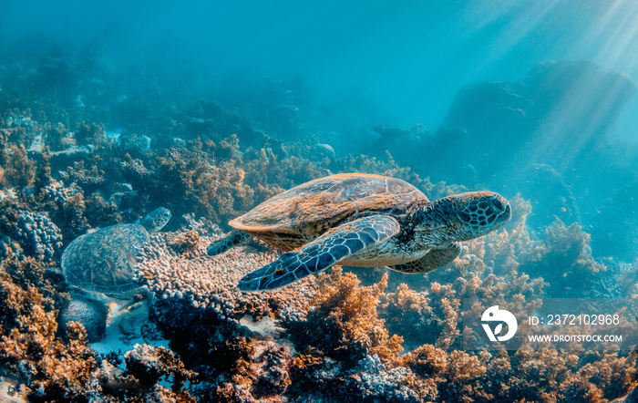 Green sea turtle swimming in the wild among beautiful coral reef