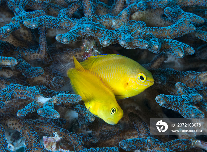 Yellow blenny and damselfish in coral