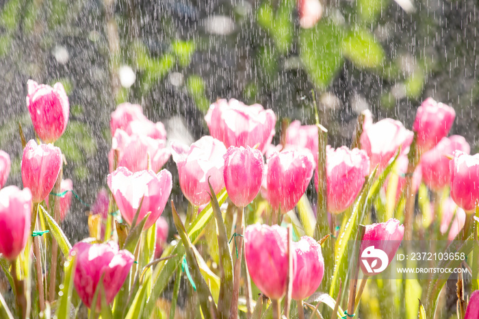 Tulips with raindrops.