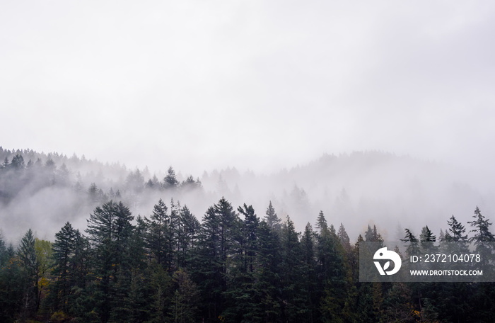 Fog and clouds covering forest.