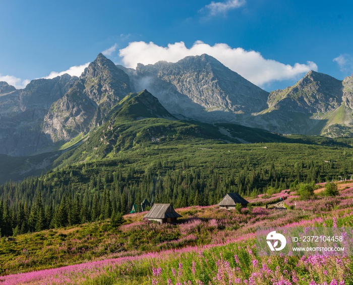 塔特拉山脉，波兰景观，加西尼科瓦山谷（哈拉加西尼）的五颜六色的花朵和小屋