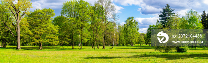 forest on a beautiful sunny day