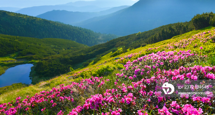 夏日高山中的高山玫瑰