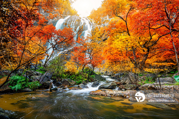 Amazing in nature, beautiful waterfall at colorful autumn forest in fall season