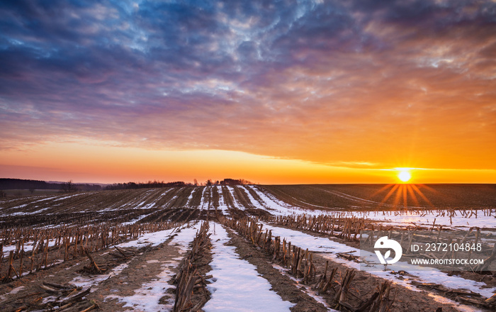 Raising Sun over Crops Field in Winter