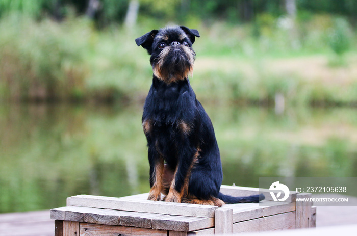 Summer portrait of black and tan dog breed brussels griffon outdoors with green background. Funny li